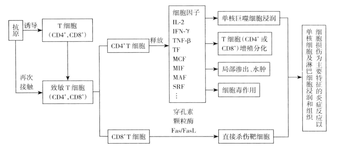 图7-6 IV型超敏反应发生机制示意图